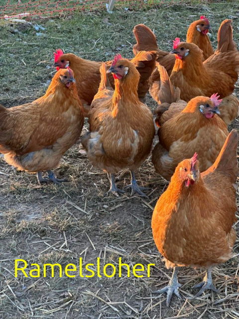 PeterRamelsloherGelb v2